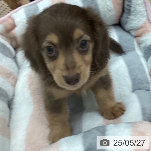 ミニチュア・ダックスフンドの写真