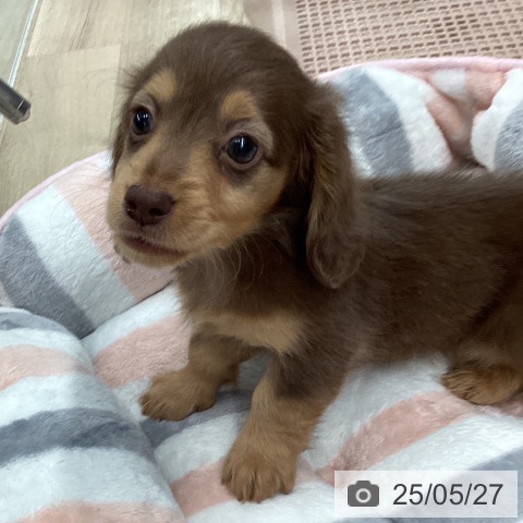 ミニチュア・ダックスフンドの写真