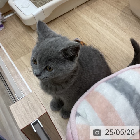 ブリティッシュショートヘアの写真