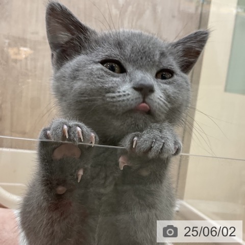 ブリティッシュショートヘアの写真