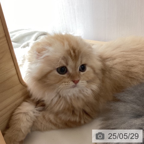 スコティッシュフォールドの写真
