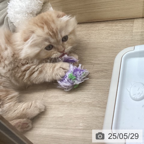 スコティッシュフォールドの写真