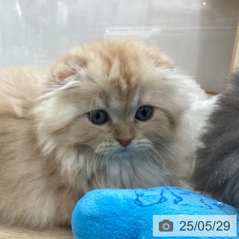 スコティッシュフォールドの写真