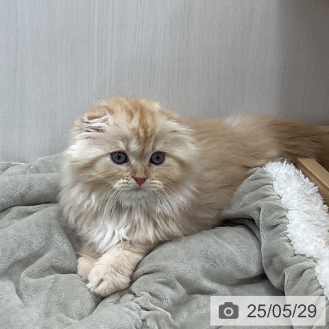 スコティッシュフォールドの写真