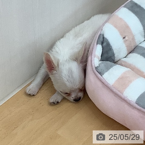 チワワの写真