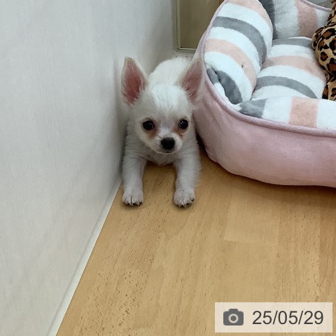 チワワの写真
