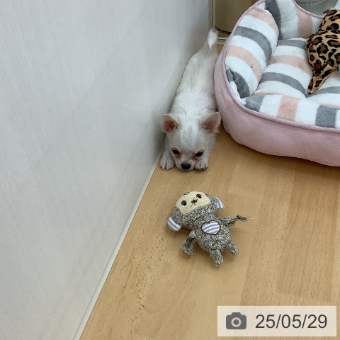 チワワの写真