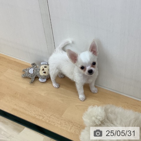 チワワの写真