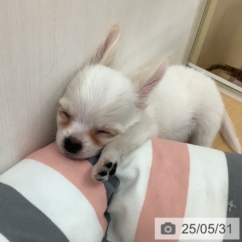 チワワの写真