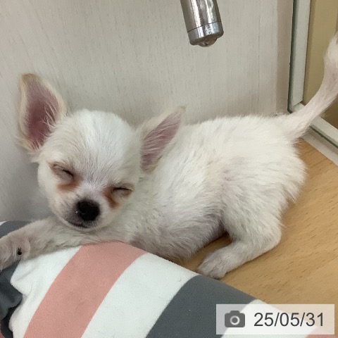 チワワの写真