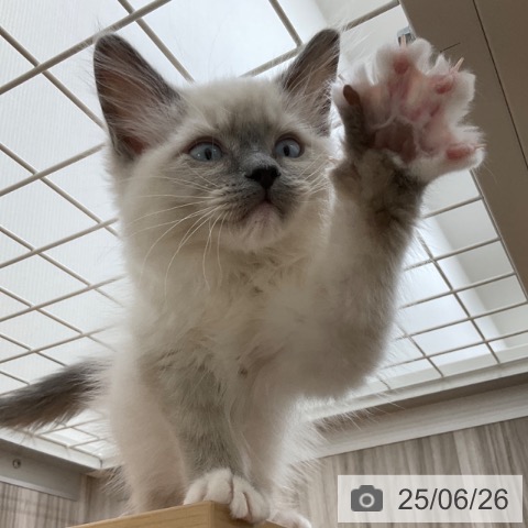 ラグドールの写真