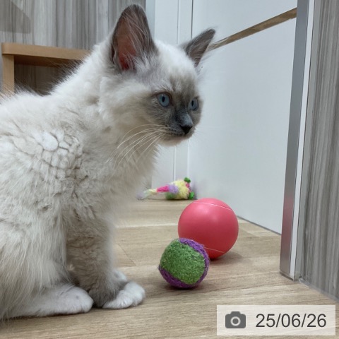 ラグドールの写真