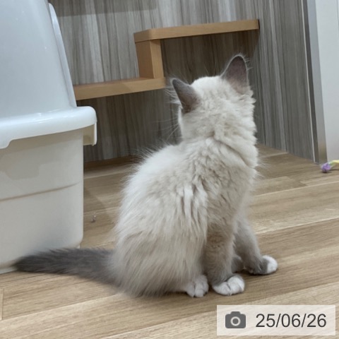 ラグドールの写真