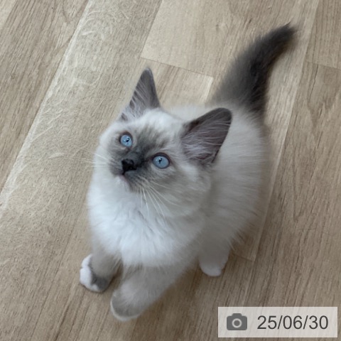 ラグドールの写真