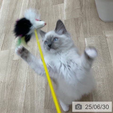 ラグドールの写真
