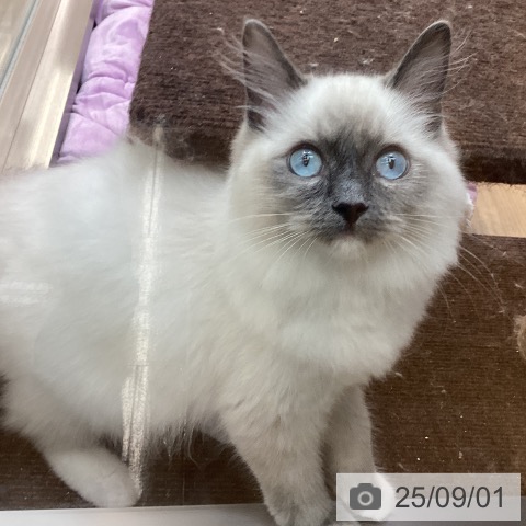 ラグドールの写真