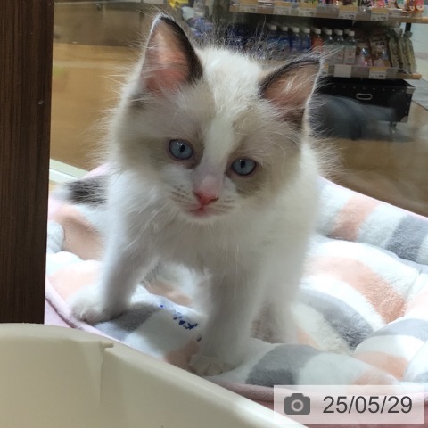 ラグドールの写真