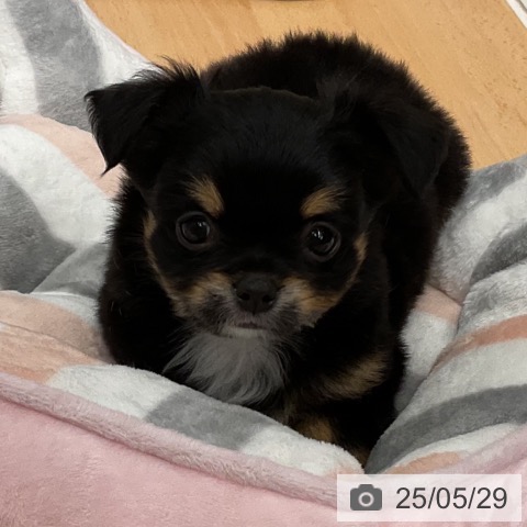 チワワの写真