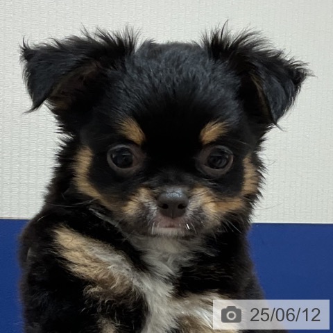チワワの写真