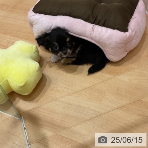 チワワの写真
