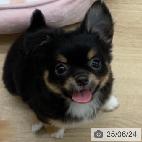 チワワの写真
