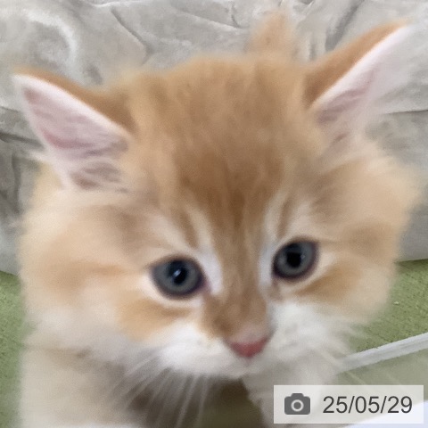 サイベリアンの写真