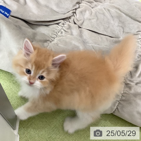 サイベリアンの写真