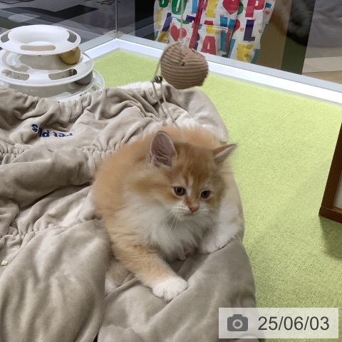 サイベリアンの写真