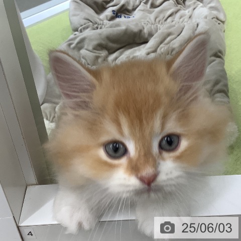 サイベリアンの写真