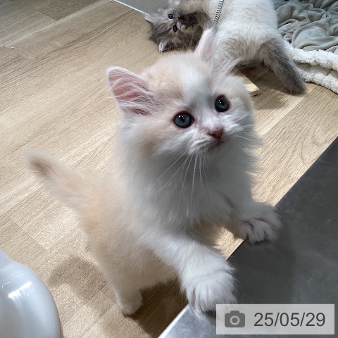 サイベリアンの写真