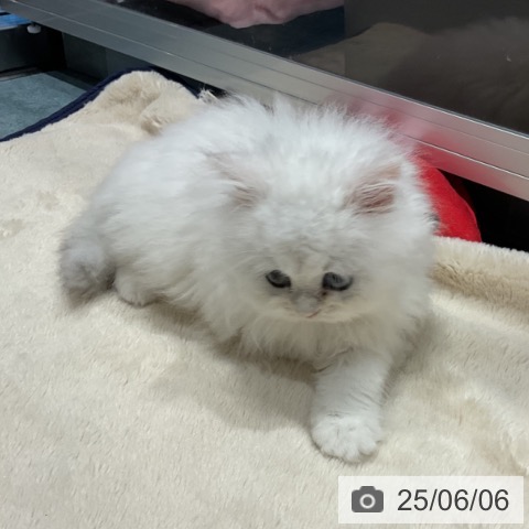 ペルシャの写真