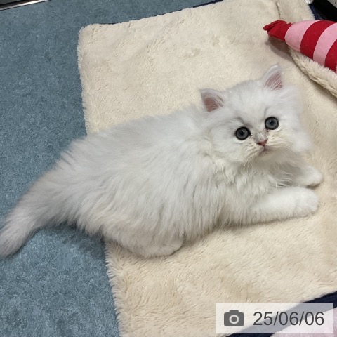 ペルシャの写真