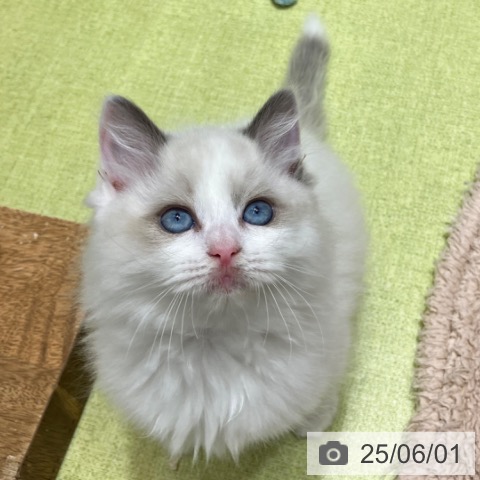 ラグドールの写真