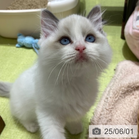 ラグドールの写真