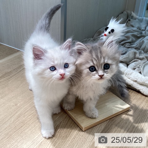 ペルシャの写真