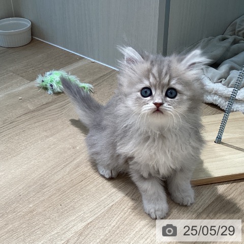 ペルシャの写真