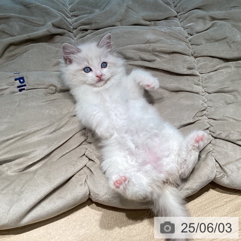 ラグドールの写真