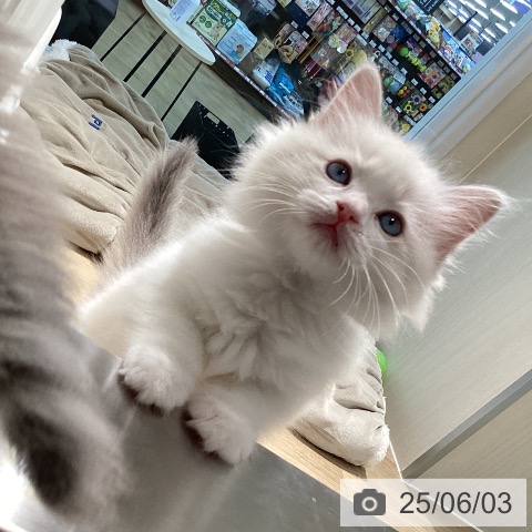 ラグドールの写真