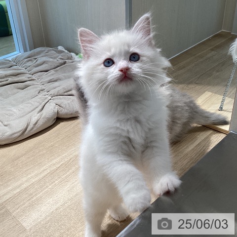 ラグドールの写真