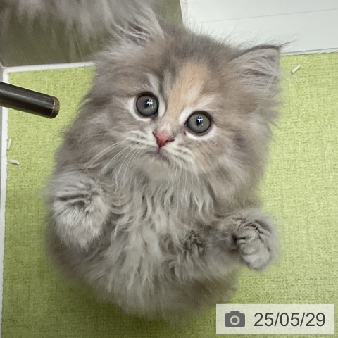 ミヌエットの写真