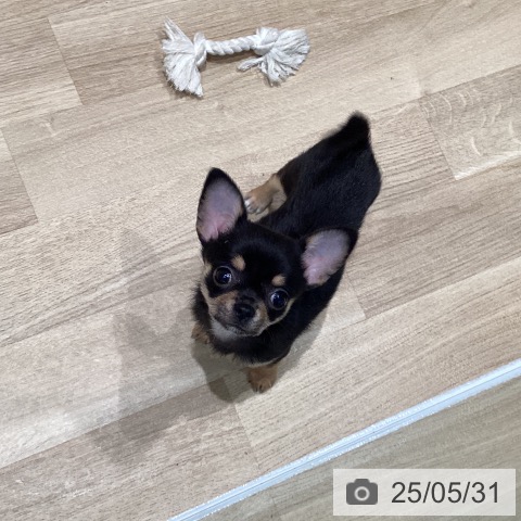 チワワの写真