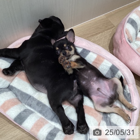 チワワの写真