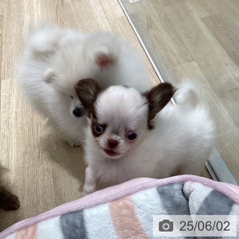 チワワの写真