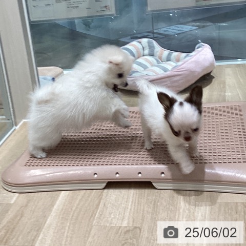 チワワの写真