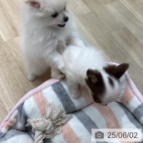 チワワの写真