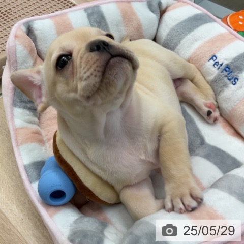フレンチ・ブルドッグの写真