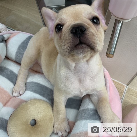 フレンチ・ブルドッグの写真