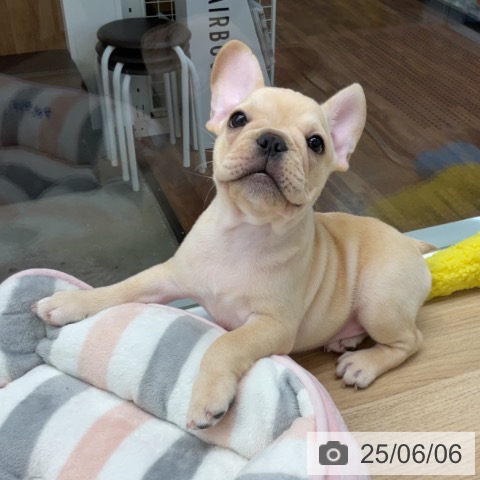フレンチ・ブルドッグの写真