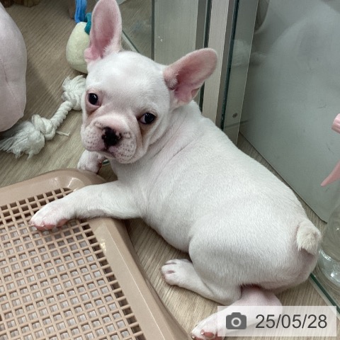 フレンチ・ブルドッグの写真
