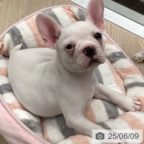 フレンチ・ブルドッグの写真